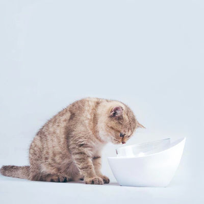 &#160; Design elegante e não é fácil quebrado Pet Food água de alimentação Bowl&#160;